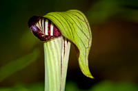 Jack in the Pulpit 3