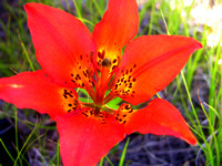 Wood Lily 1