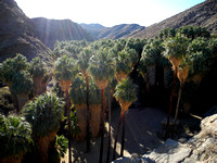 Palm Canyon 1