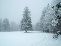 Frosty Forest 5