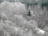 Frosty Forest 1