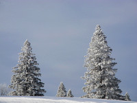 Frosty Forest 2