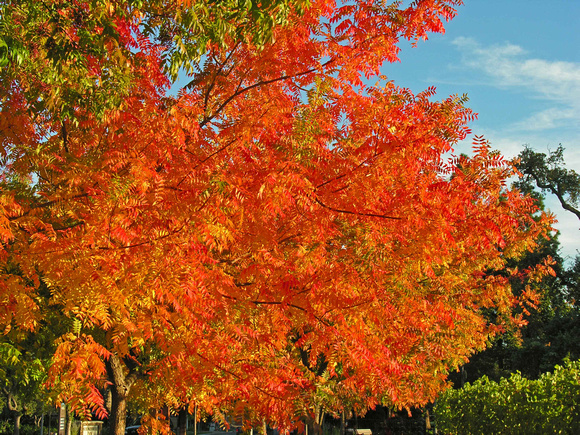Yountville fall color
