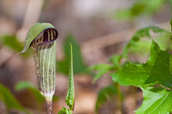 Jack in the Pulpit