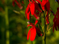 Cardinal Flower 1
