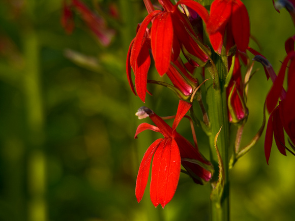 Cardinal Flower 1
