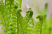 Ostrich Ferns 2