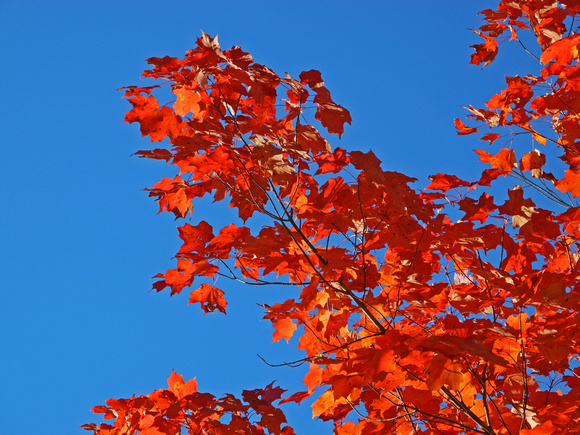 Zenfolio | Northwoods Photography | Duluth MN Fall Colors | Red Maple ...