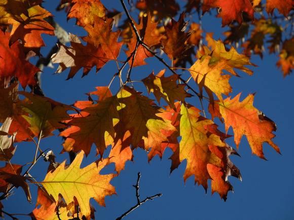 Rainbow Oak Leaves