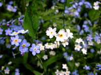 Forget-me-nots 2