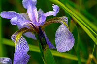 Blue Flag Iris 3