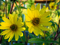 Woodland Sunflower 2