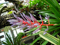 Jardin Botanique 3