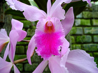 Jardin Botanique 5