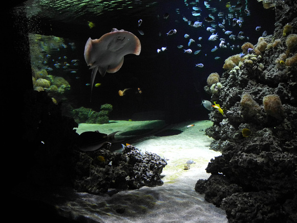 Stingray