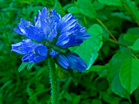 Blue Wildflowers Of Western Lake Supeior