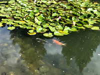 Kasugai Japanese Garden 5