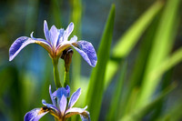 Blue Flag Iris 4