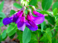 Purple Wildflowers Of Western Lake Superior