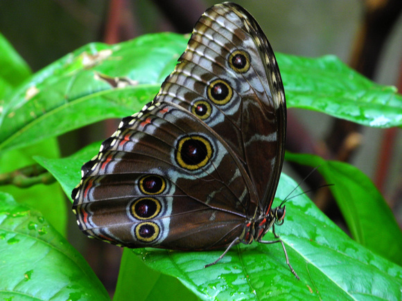 Costa Rican Butterfly 2