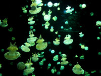 Jelly Fish 1
