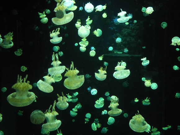 Jelly Fish 1