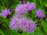 Canadian Thistle 2