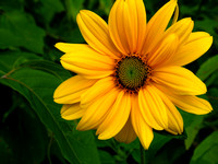 Ox-eye Sunflower 2