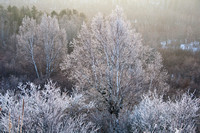 Winter Frost 2