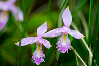 Rose Pogonia Orchid 3