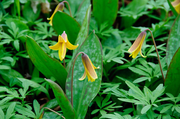 Yellow Trout Lily 4