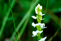 Tall White Bog Orchid
