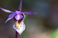 Calypso Orchid 1