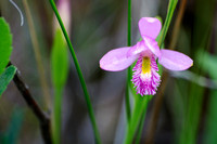 Rose Pogonia Orchid 2