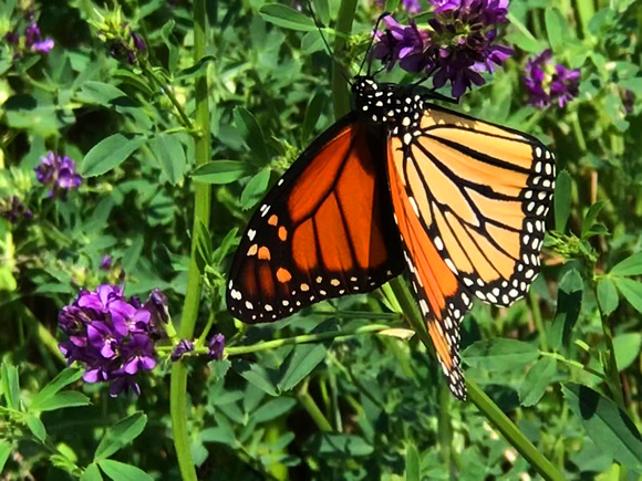 Monarch butterfly