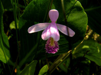 Rose Pogonia Orchid 1