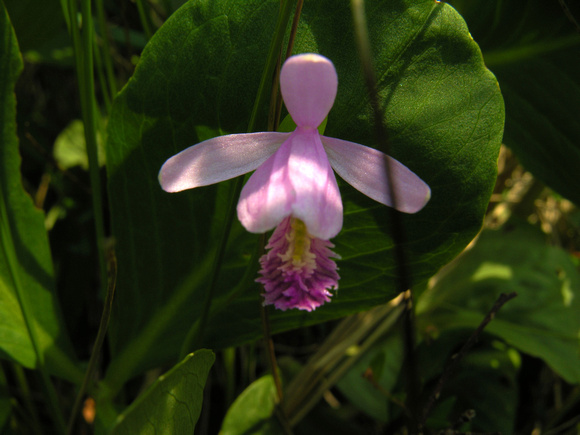 Rose Pogonia Orchid 1