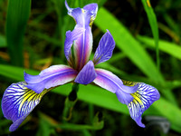Blue Flag Iris 1