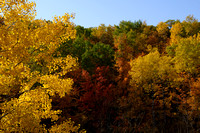 Hill Side Fall Color 1
