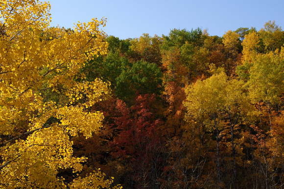 Hill Side Fall Color 1