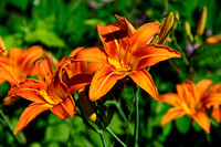 Wild Day Lily