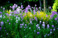 Wild Flower Hillside