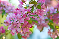 Appler Blossoms 1