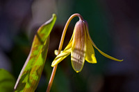 Yellow Trout Lily 1