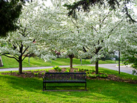Apple Blossoms Park