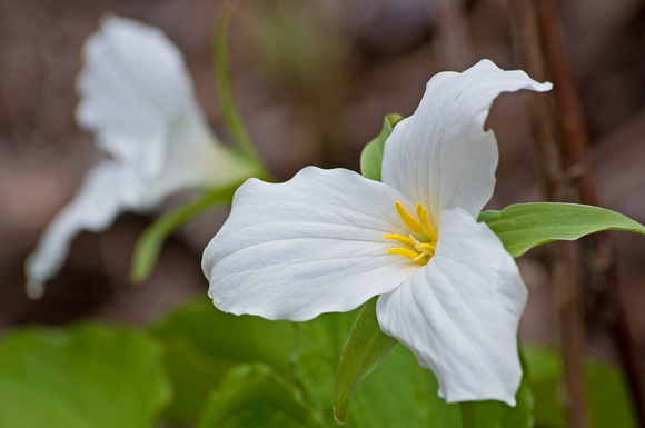 Large Leaf Trillium