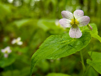 Canadian Violet