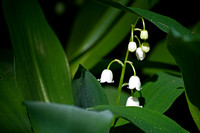 Lily of the Valley