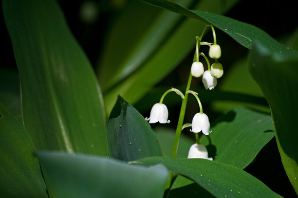 Lily of the Valley