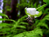 Knodding Trillium